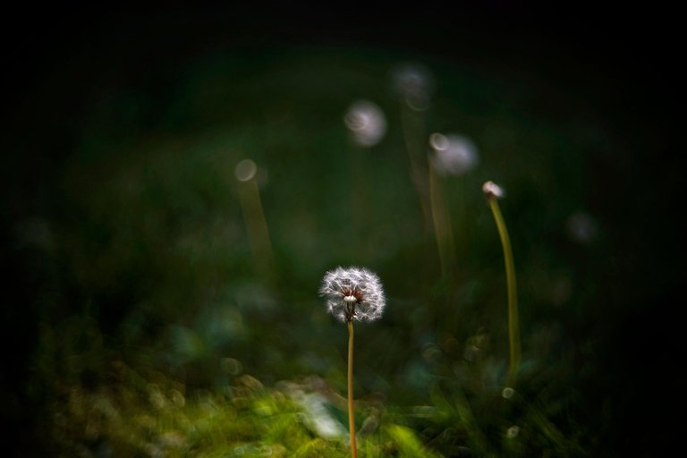 dandelion bokeh biotar 1.jpg