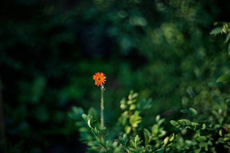 calendula bokeh biotar.jpg