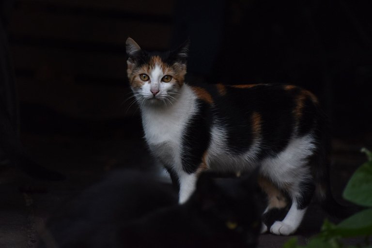 Calico kitty pl 7.jpg