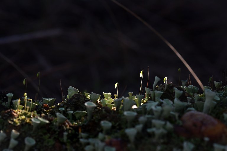 Cladonia lichens moss macro 4.jpg