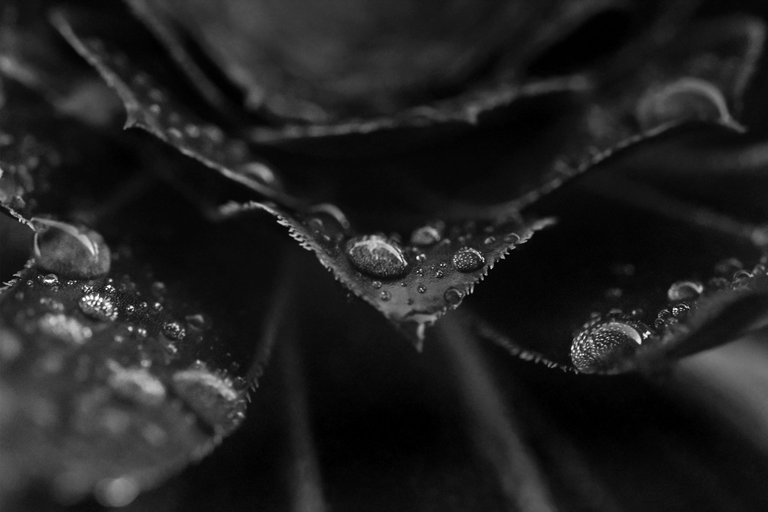 black aeonium raindrops bw 4.jpg
