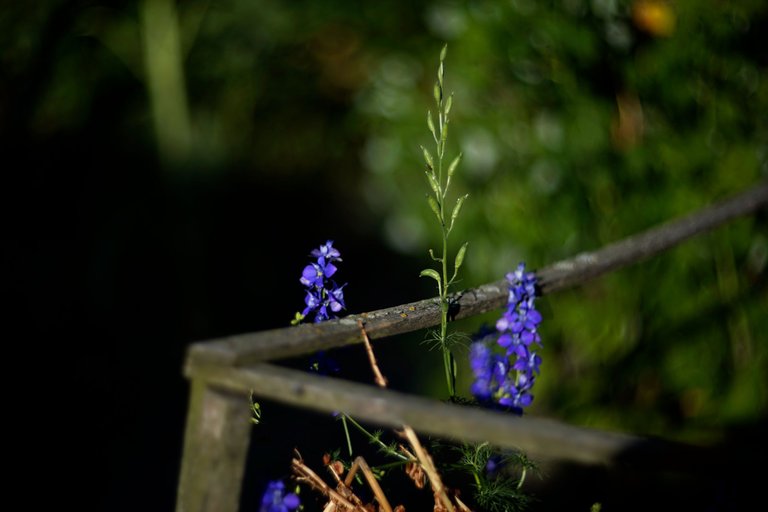 garden pl helios bokeh 2.jpg