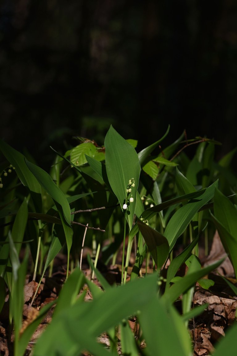 Lily of the valley 11.jpg