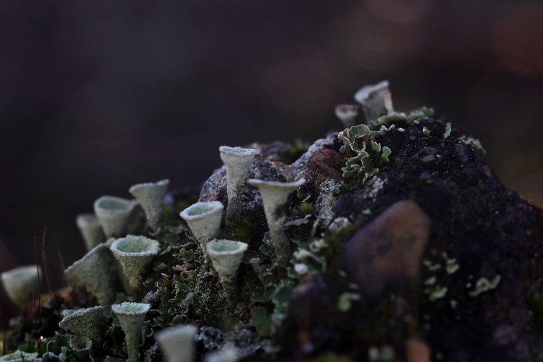 Cladonia lichens moss macro 6.jpg