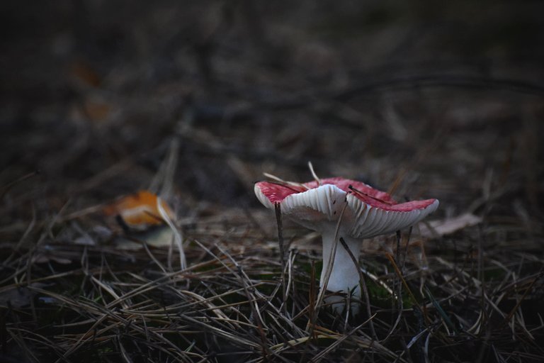 red russula pl 2.jpg