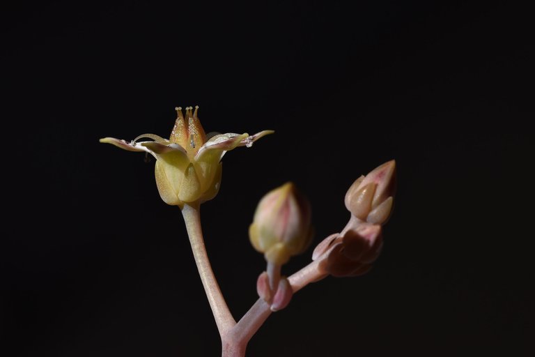 graptopetalum paraguayense flower 5.jpg