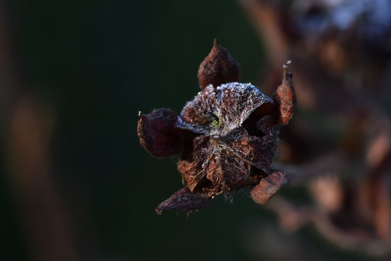 drystuff seedpod winter 1.jpg
