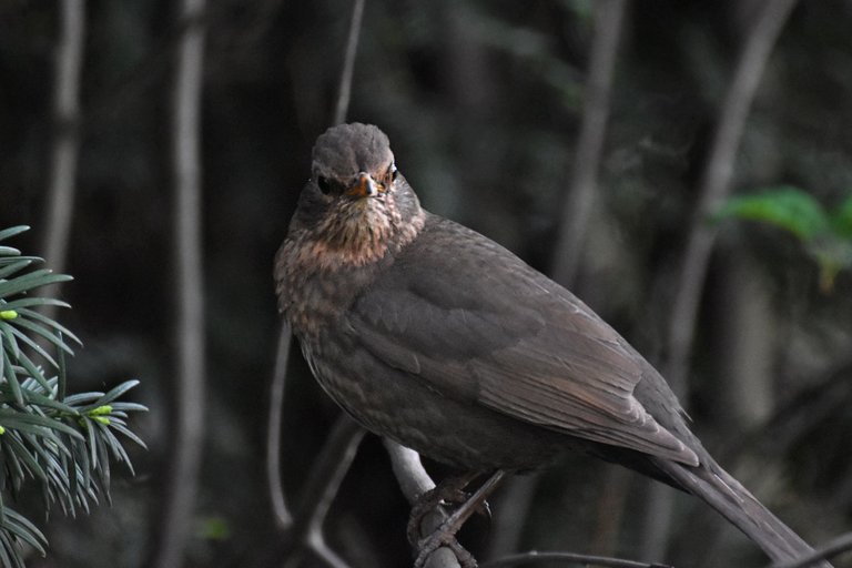 blackbird female pl 4.jpg
