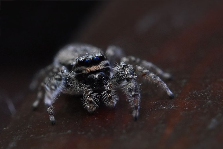 Jumping spider pl 1.jpg