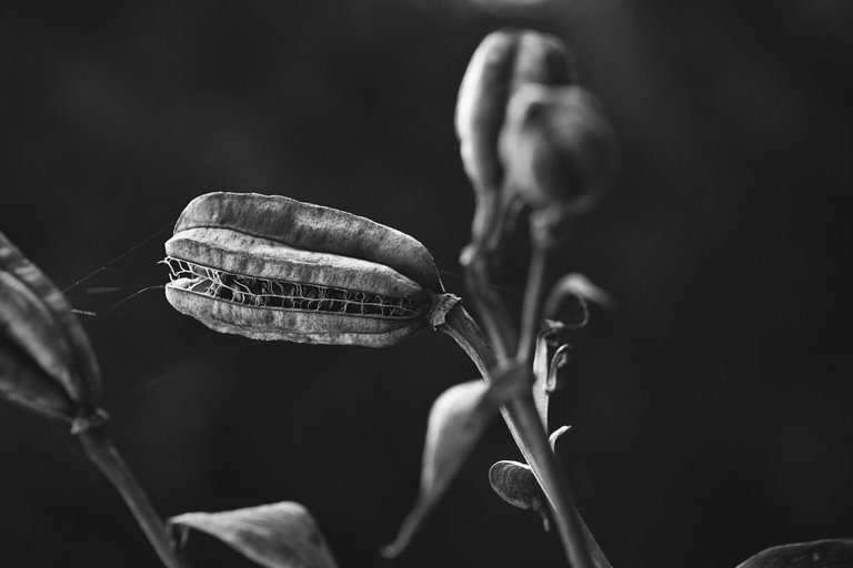 Lily pod bw 7.jpg