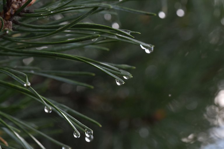 raindrops pl pine 1.jpg