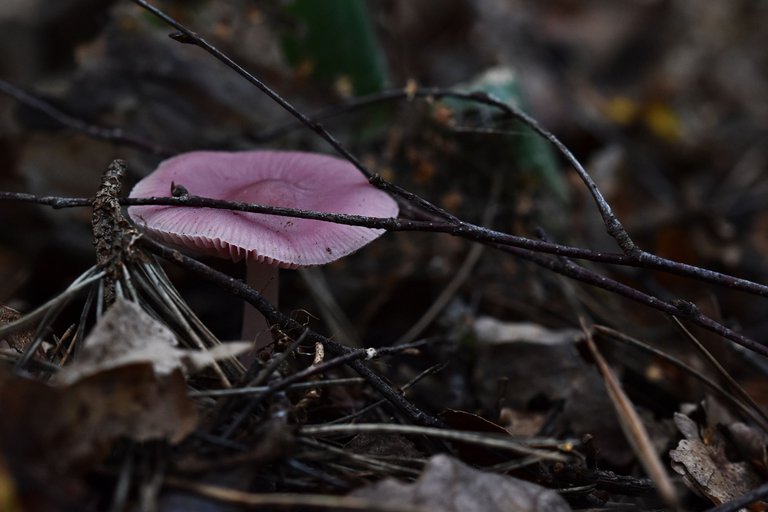 purple mushrooms pl 1.jpg