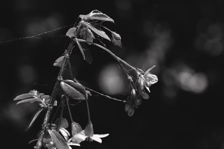 Begonia flowers bw 2.jpg