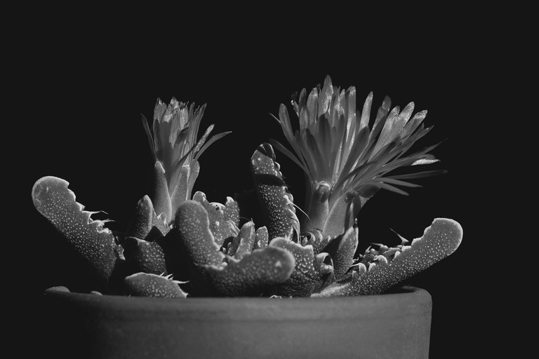 Faucaria tuberculosa spots bw 7.jpg