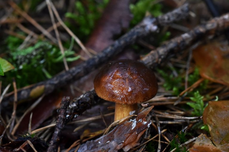 boletus mushroom pl 6.jpg