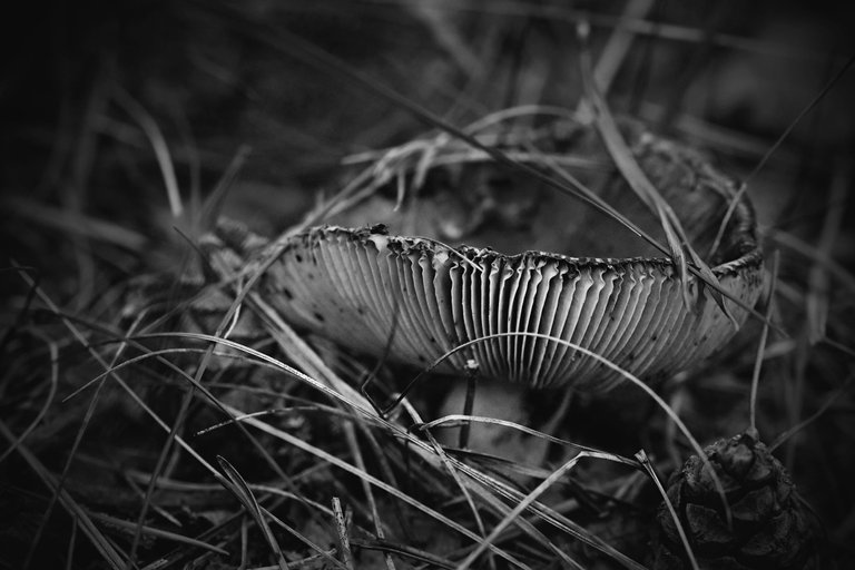 mushrooms gills bw 10.jpg