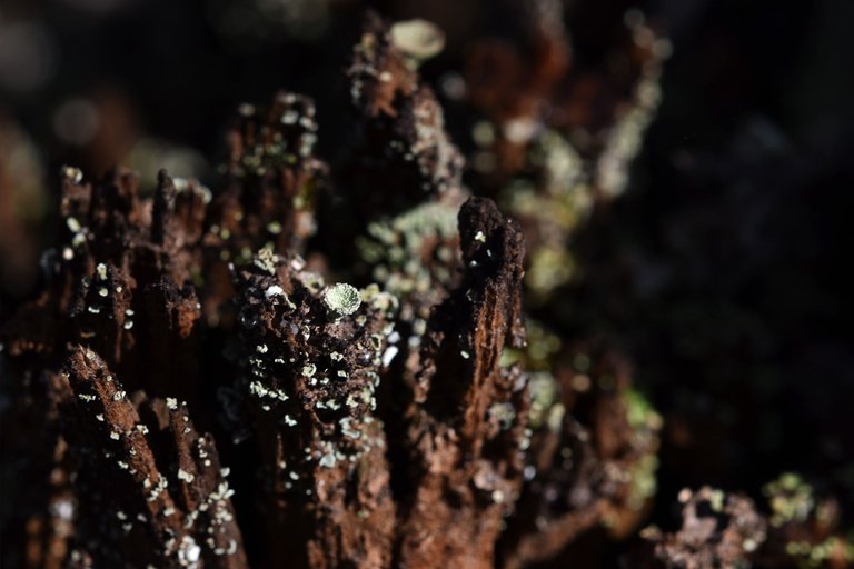 Lichen Cladonia pyxidata old stump 2.jpg