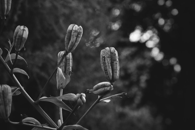 Lily pod bw 2.jpg