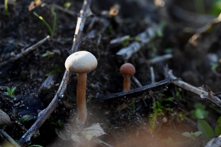 tiny mushroom jan 2.jpg