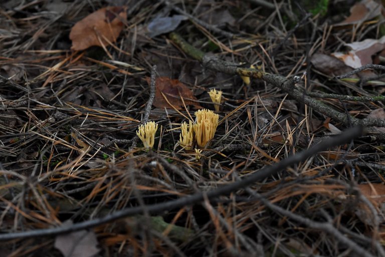 Ramaria yellow mushrooms pl 5.jpg