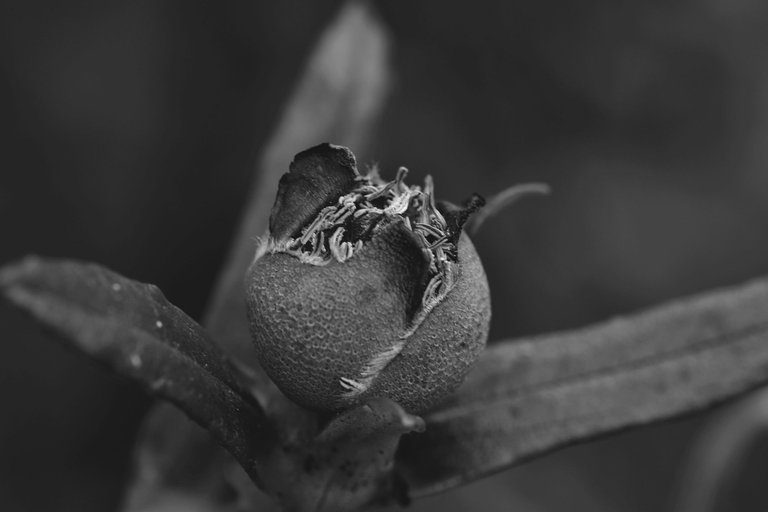 Cistus pod forming bw 3.jpg