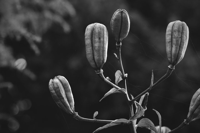 Lily pod bw 5.jpg