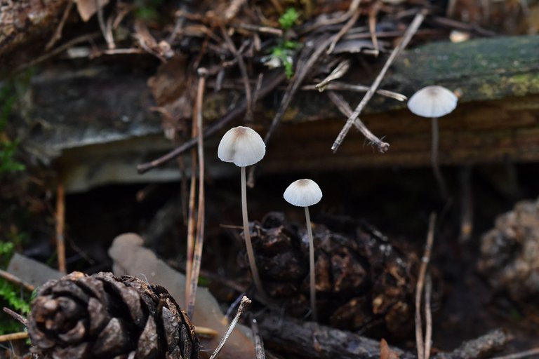 tiny white mushrooms forest pl 1.jpg