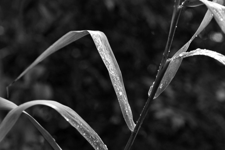 raindrops pl grasses 2.jpg