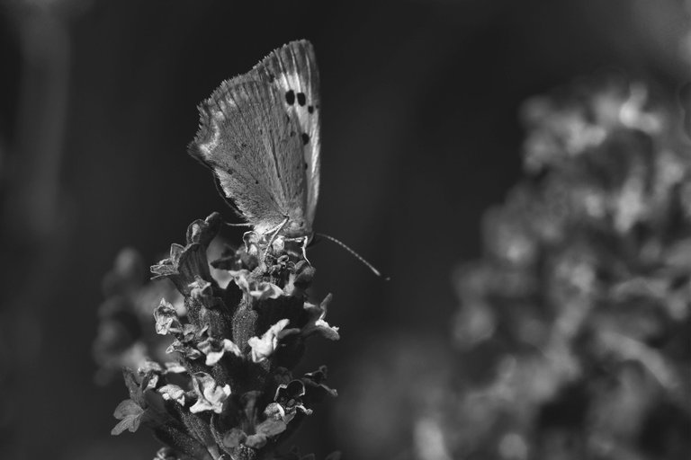butterfly lavender bw 4.jpg