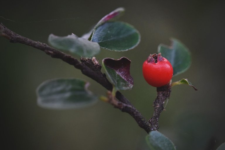 Cranberry Cotoneaster shrub pl  2.jpg
