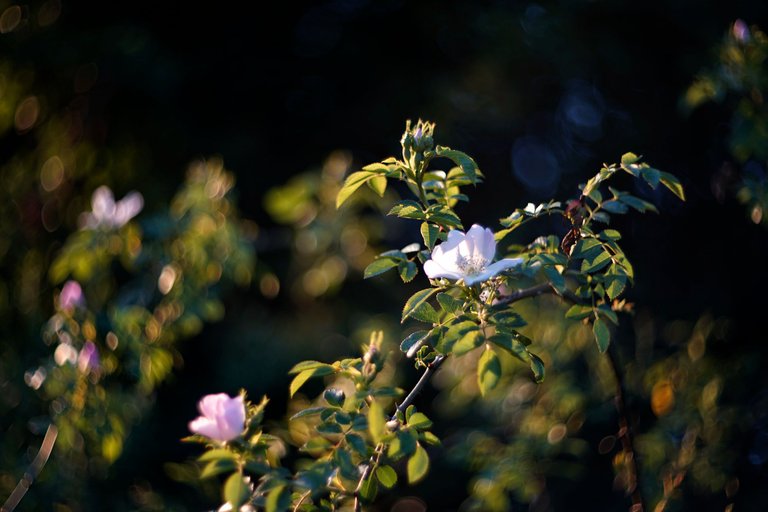 wild roses pl helios bokeh 2.jpg