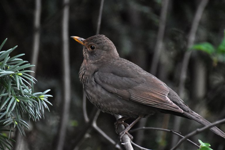 blackbird female pl 1.jpg