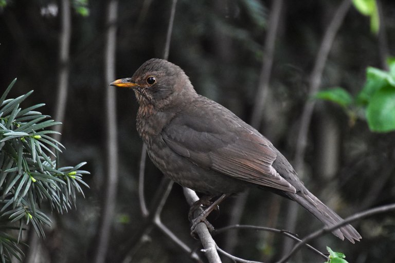 blackbird female pl 2.jpg
