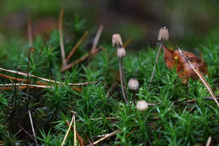 moss mushrooms pl 7.jpg