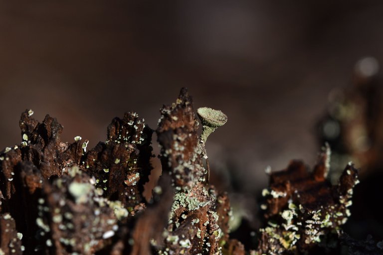 Lichen Cladonia pyxidata old stump 3.jpg