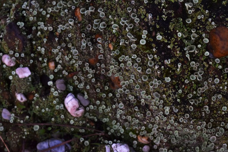 Cladonia lichens moss macro 2.jpg