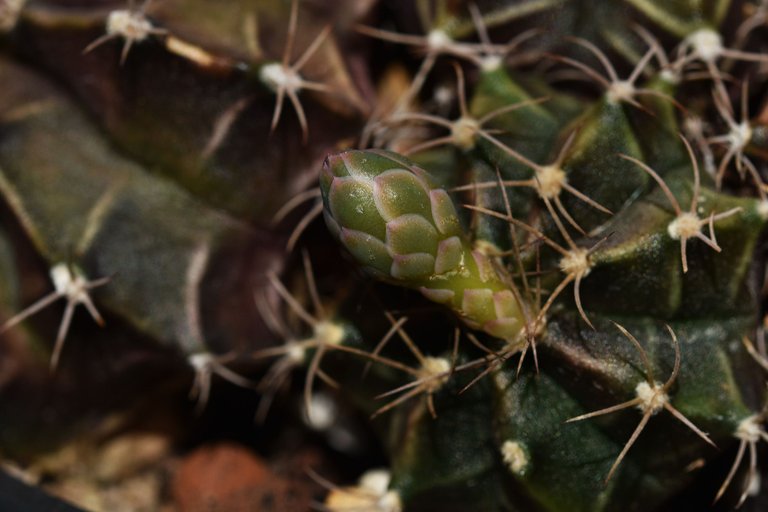 Gymnocalycium Mihanovichii group flower 2021 13.jpg