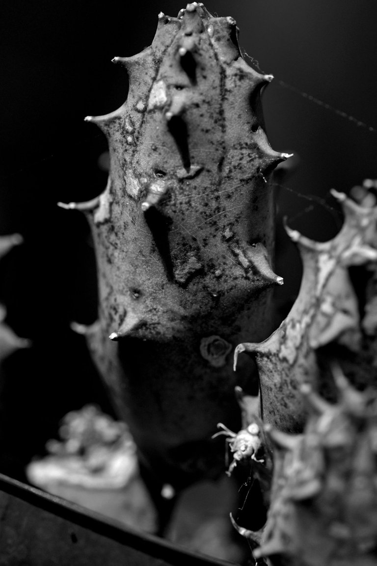 Huernia scars bw 3.jpg