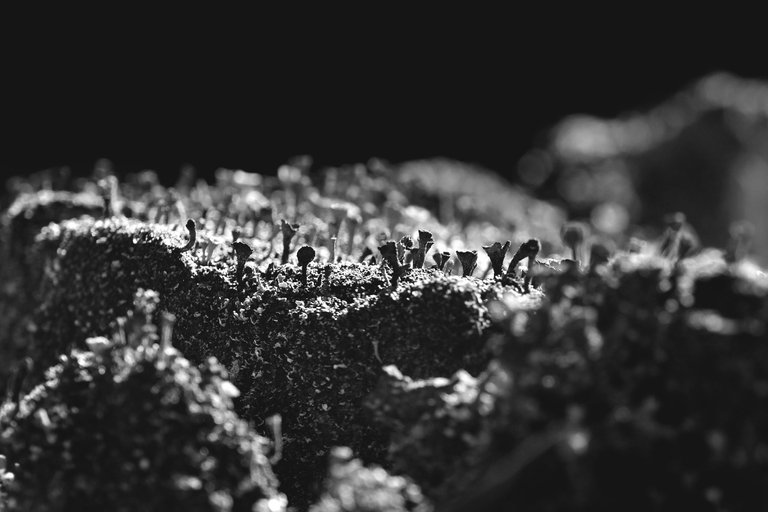 Lichen stump bw 2.jpg