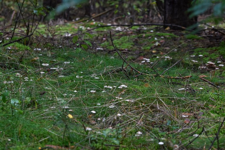 white daisy mushrooms pl 5.jpg