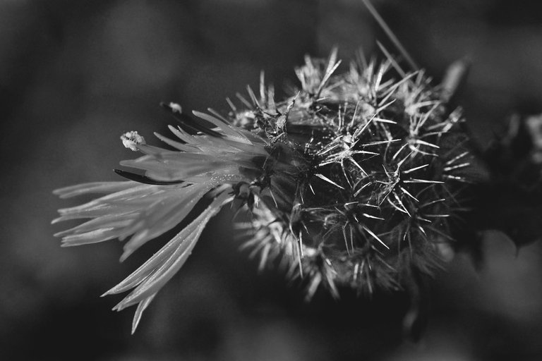 Centaurea sphaerocephala fruit bw 2.jpg