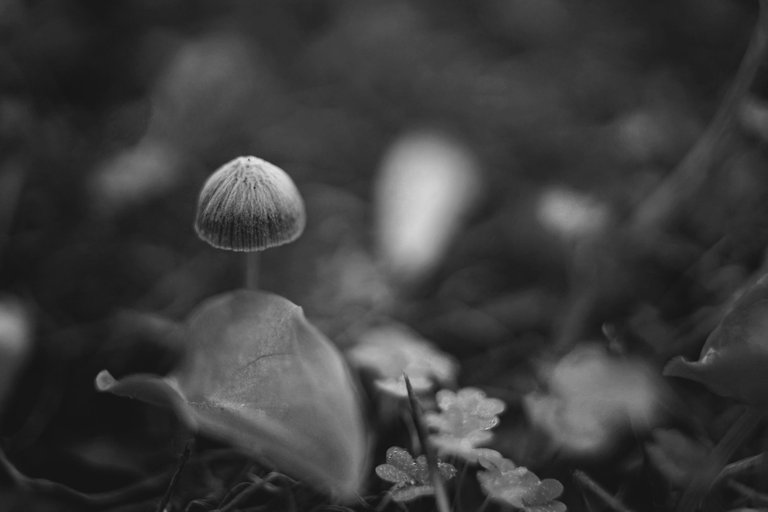 mushroom park zeiss bw.jpg