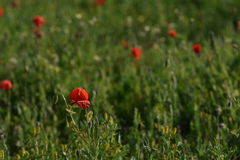 poppies park 1.jpg