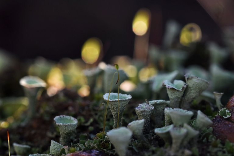 Cladonia lichens moss macro 8.jpg