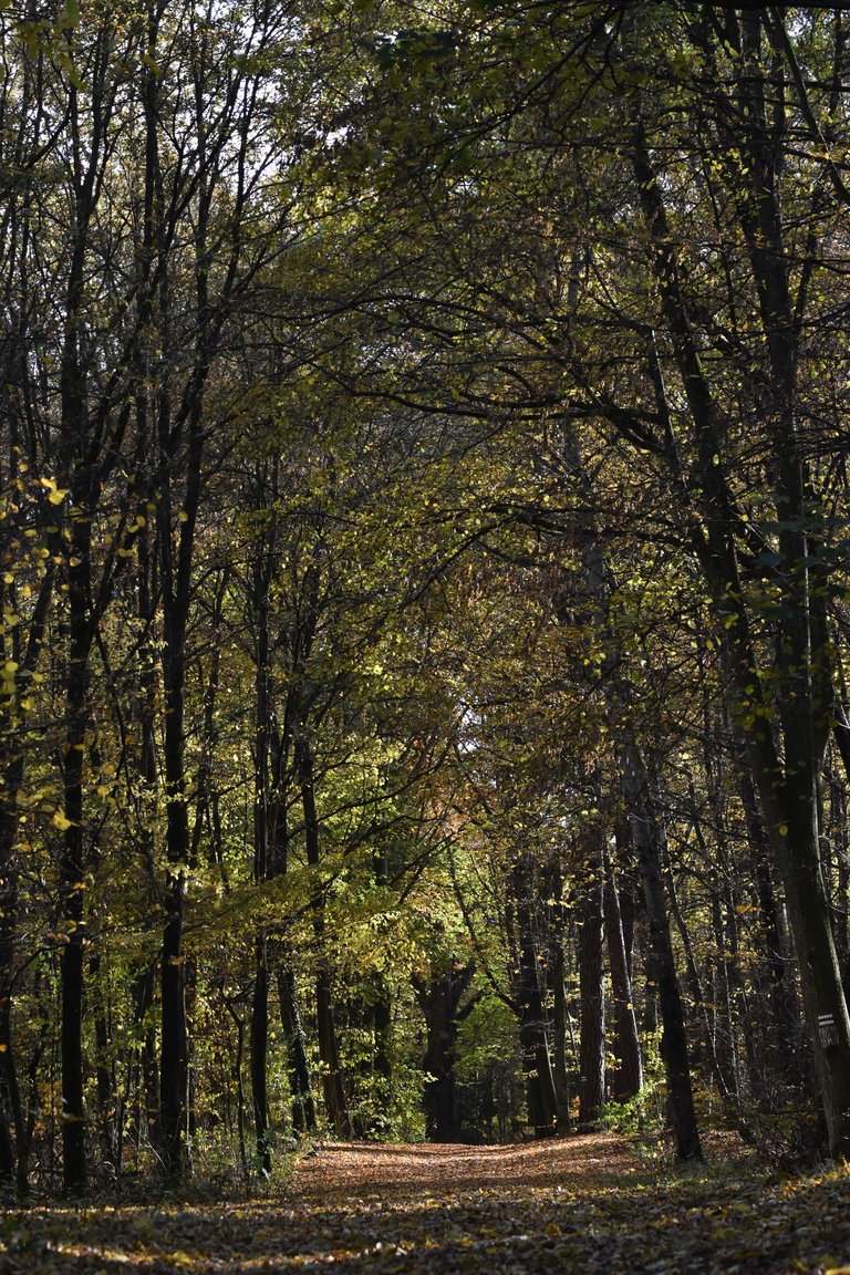Autumn shire forest 6.jpg