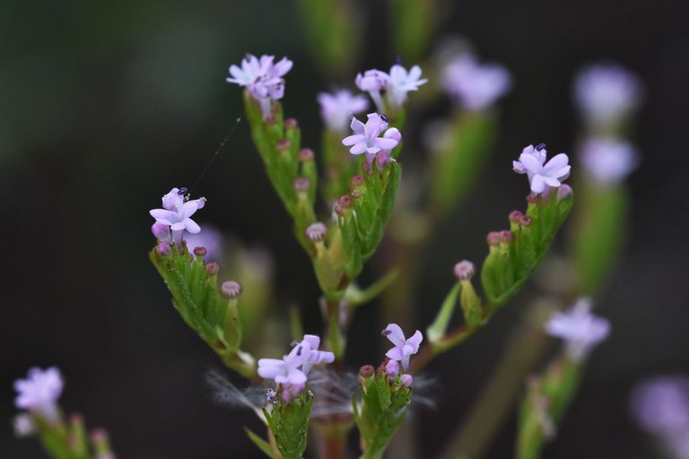 Valerianella dentata 1.jpg