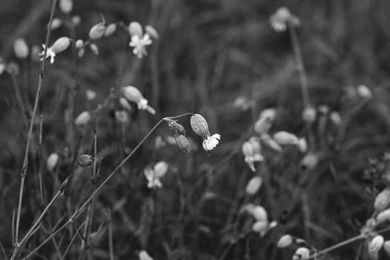 Silene wildflower bw 4.jpg
