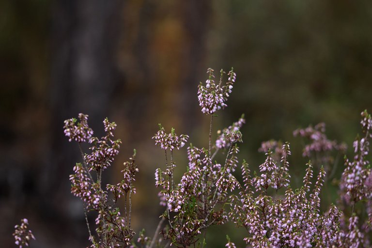 heather flowers october 7.jpg