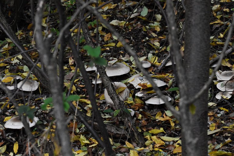 silver mushrooms pl 1.jpg