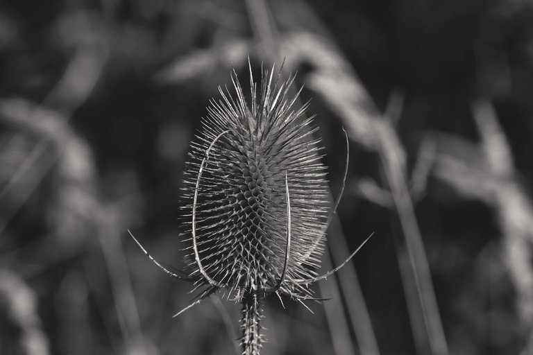 spiky pod pl bw 3.jpg